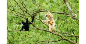 Full Day - Bach Ma National Park